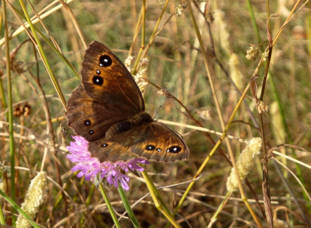 Nymphalidae Satyrinae